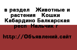  в раздел : Животные и растения » Кошки . Кабардино-Балкарская респ.,Нальчик г.